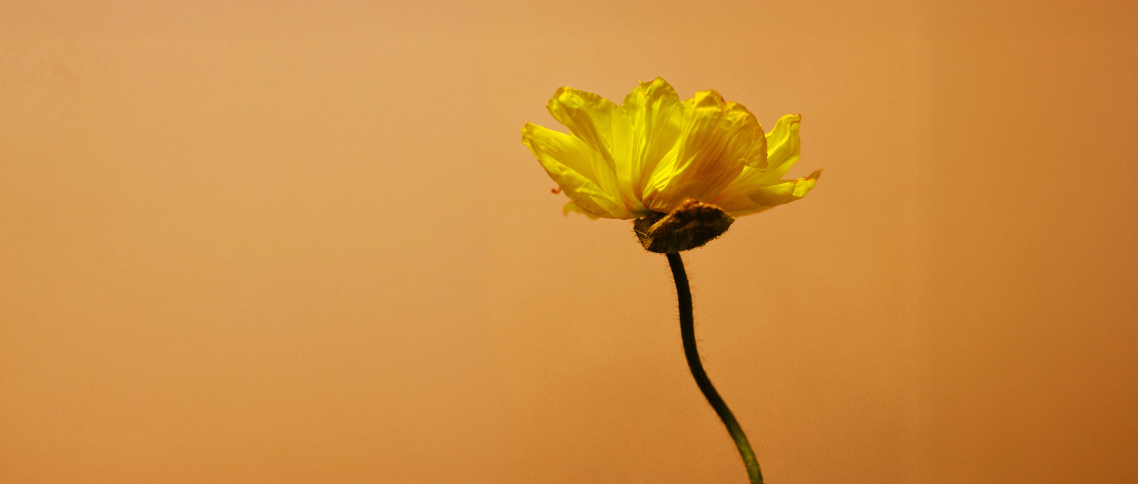 Free Shipping Weekend La Cabra Web